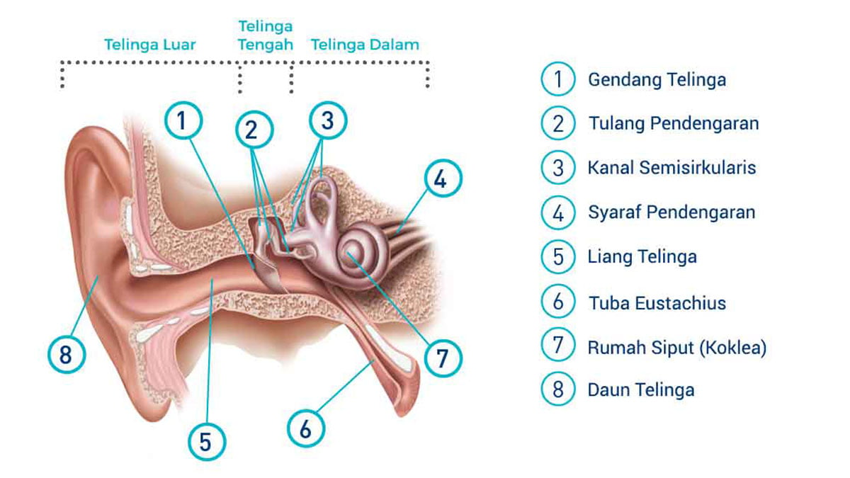 Anatomi telingga manusia bagian penting dari tubuh (ft/istimewa)