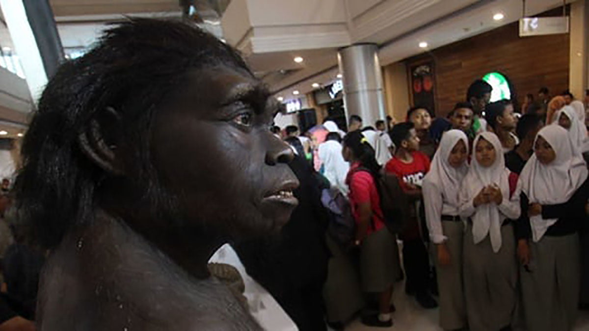 Manusia Wajak (Homo wajakensis) dan sebarannya di Indonesia (foto/istimewa)