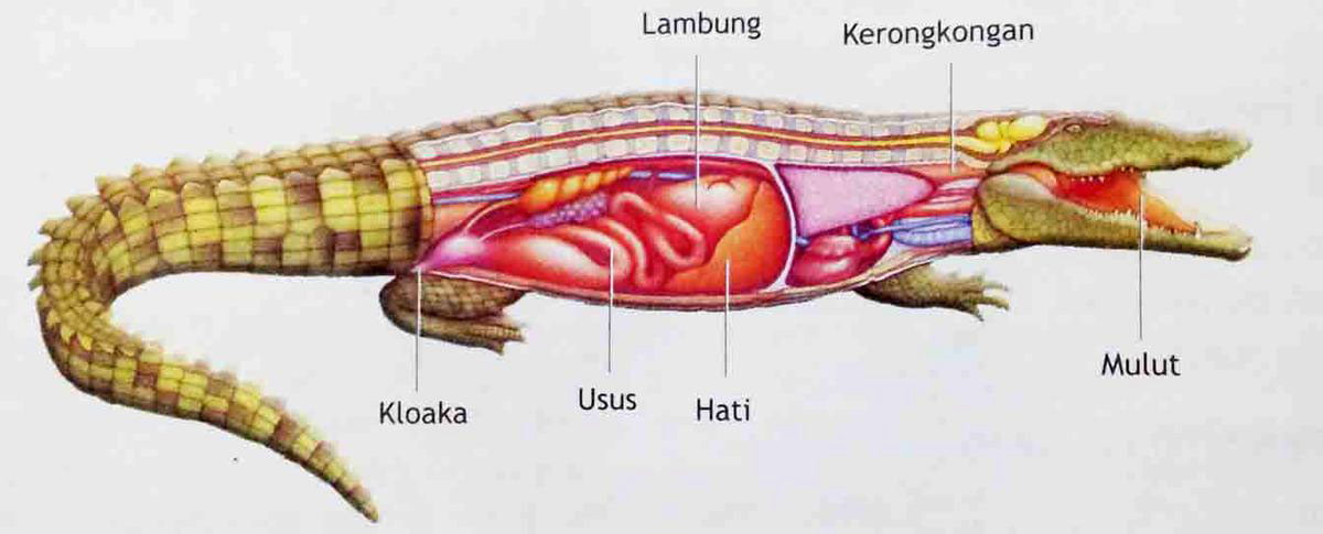 Gambar Organ-organ vitas pada Hewan (ft/istimewa)