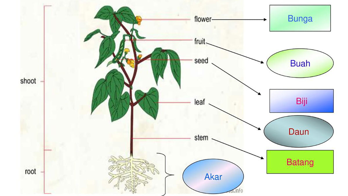 Gambar Organ-organ pada tumbuhan (ft/istimewa)