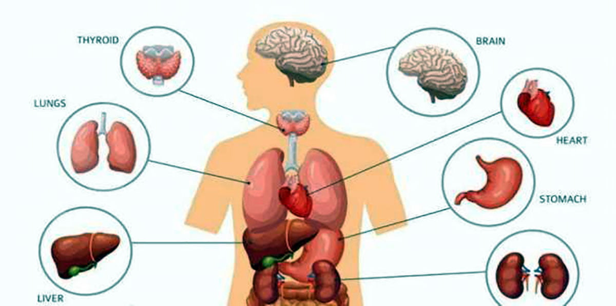 Gambar Sistem organ dan organisme pada manusia (ft/istimewa)