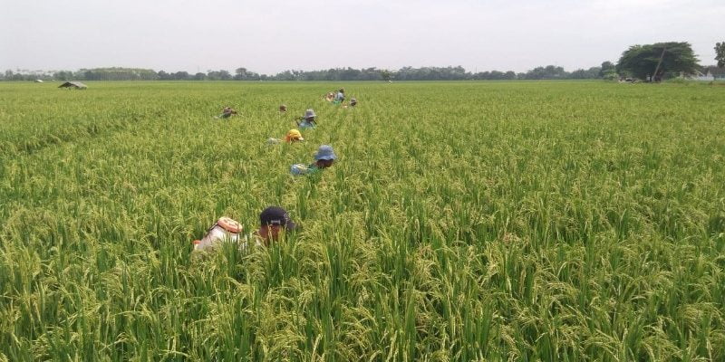 Petani memelihara tanaman padi