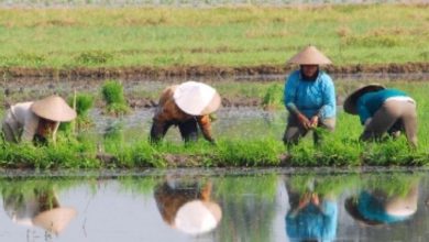 Peran Agrikultur di Indonesia