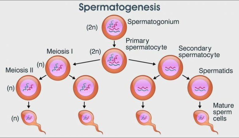 Spermatogenesis