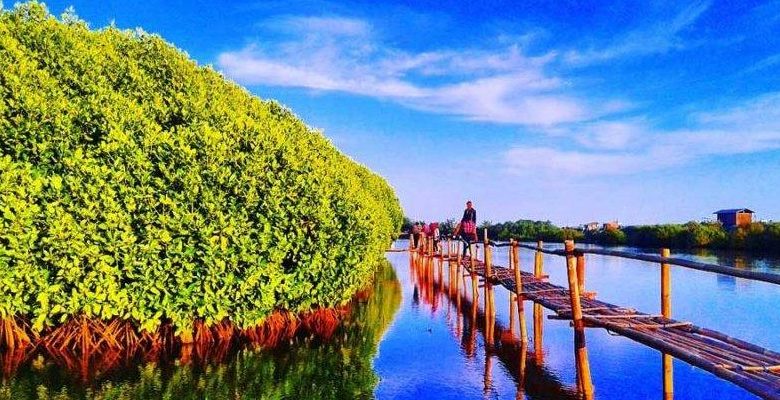 Potensi Hutan Mangrove Indonesia