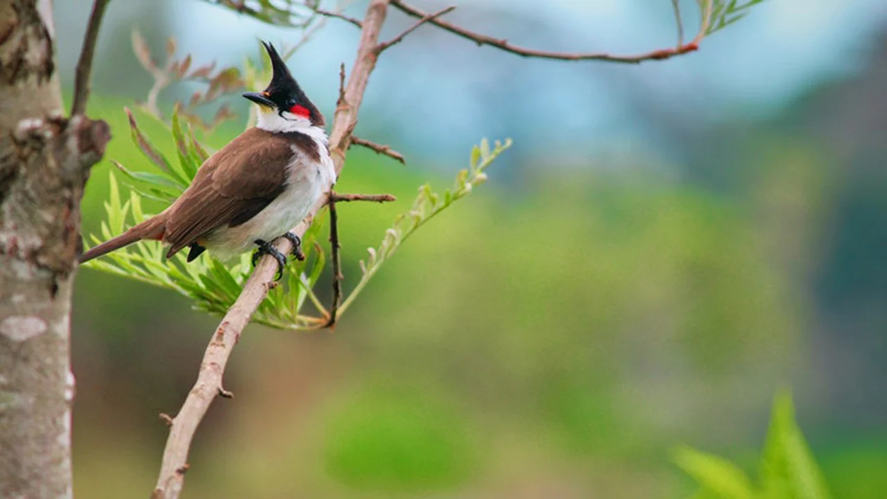 Menggambar Flora Fauna dan Alam Benda