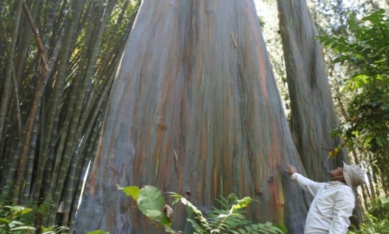 Persebaran Flora dan Fauna Indonesia dipegaruhi letak geografis