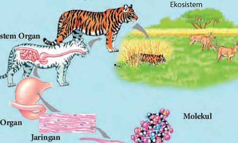Ringkasan sistem organisasi kehidupan makhluk hidup kelas 7 semester 2 (ft/istimewa)