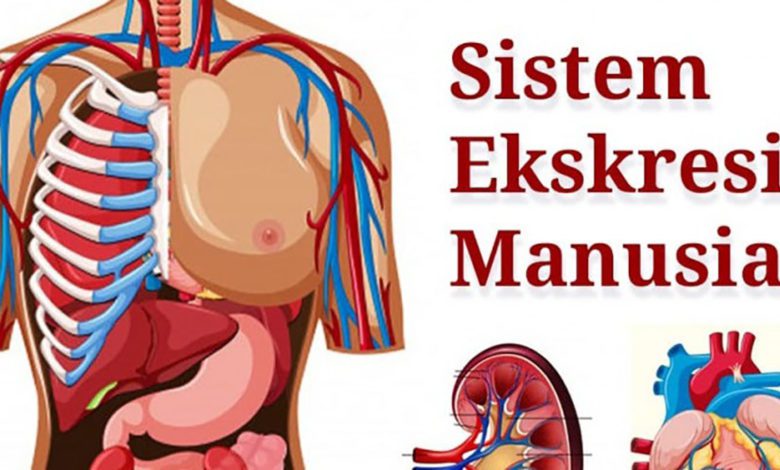 Struktur dan Fungsi sistem ekskresi pada manusia (ft/istimewa)