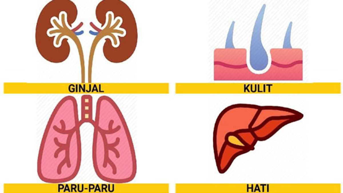 STRUKTUR DAN FUNGSI SISTEM EKSKRESI PADA MANUSIA