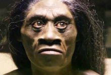 Manusia Wajak (Homo wajakensis) dan sebarannya di Indonesia (foto/istimewa)