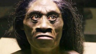 Manusia Wajak (Homo wajakensis) dan sebarannya di Indonesia (foto/istimewa)