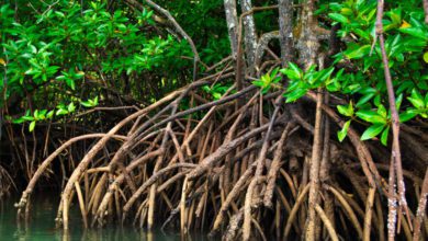 Manfaat hutan mangrove dan Peran Pemerintah (foto/istimewa)