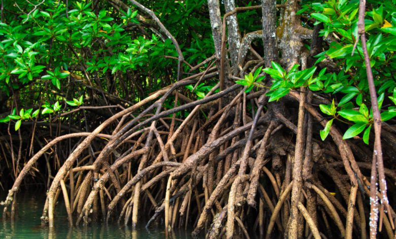 Manfaat hutan mangrove dan Peran Pemerintah (foto/istimewa)