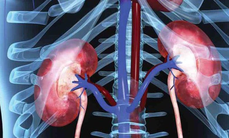 Sistem organ dan organisme pada manusia (ft/istimewa)