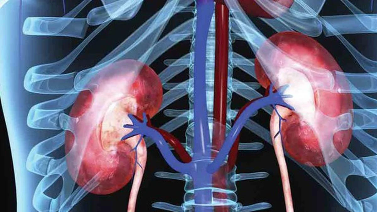 SISTEM ORGAN DAN ORGANISME PADA MANUSIA