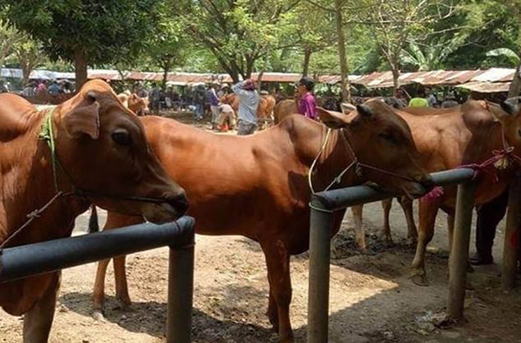 Hewan Kurban dalam Tradisi Keagamaan dan Nilai-nilai Kemanusiaan (ft/istimewa)