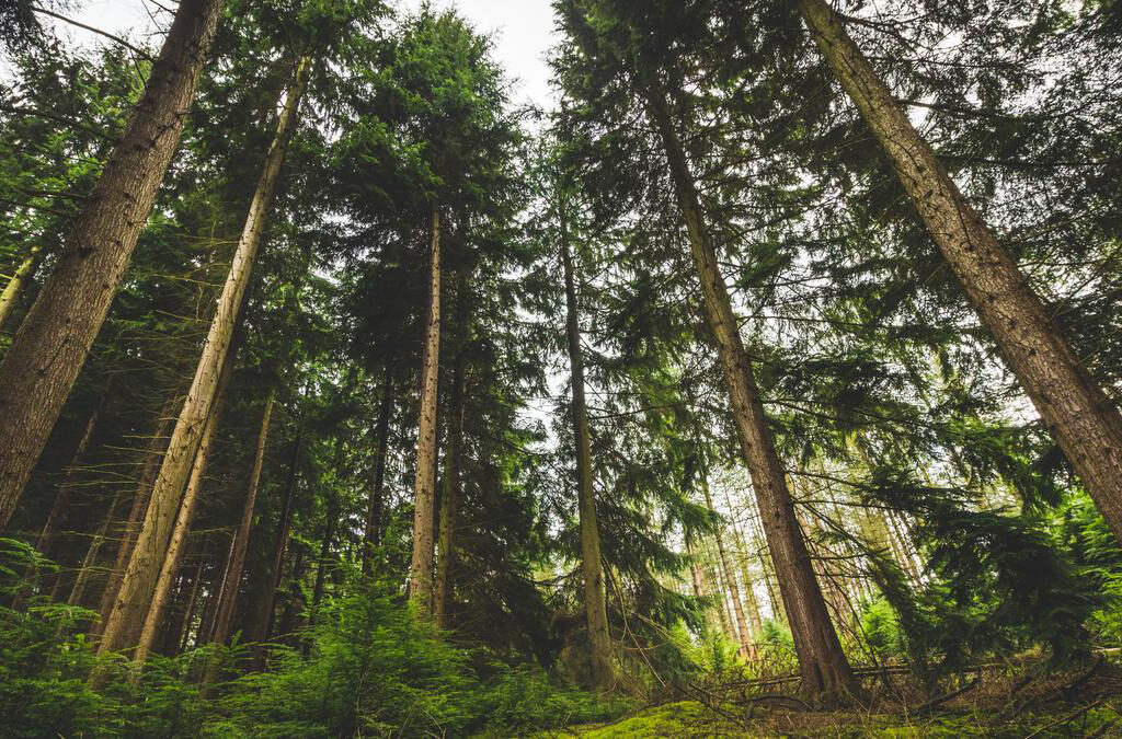 Kehutanan: Hutan sebagai Pusat Kehidupan dan Perlindungan Lingkungan. (ft/istimewa)