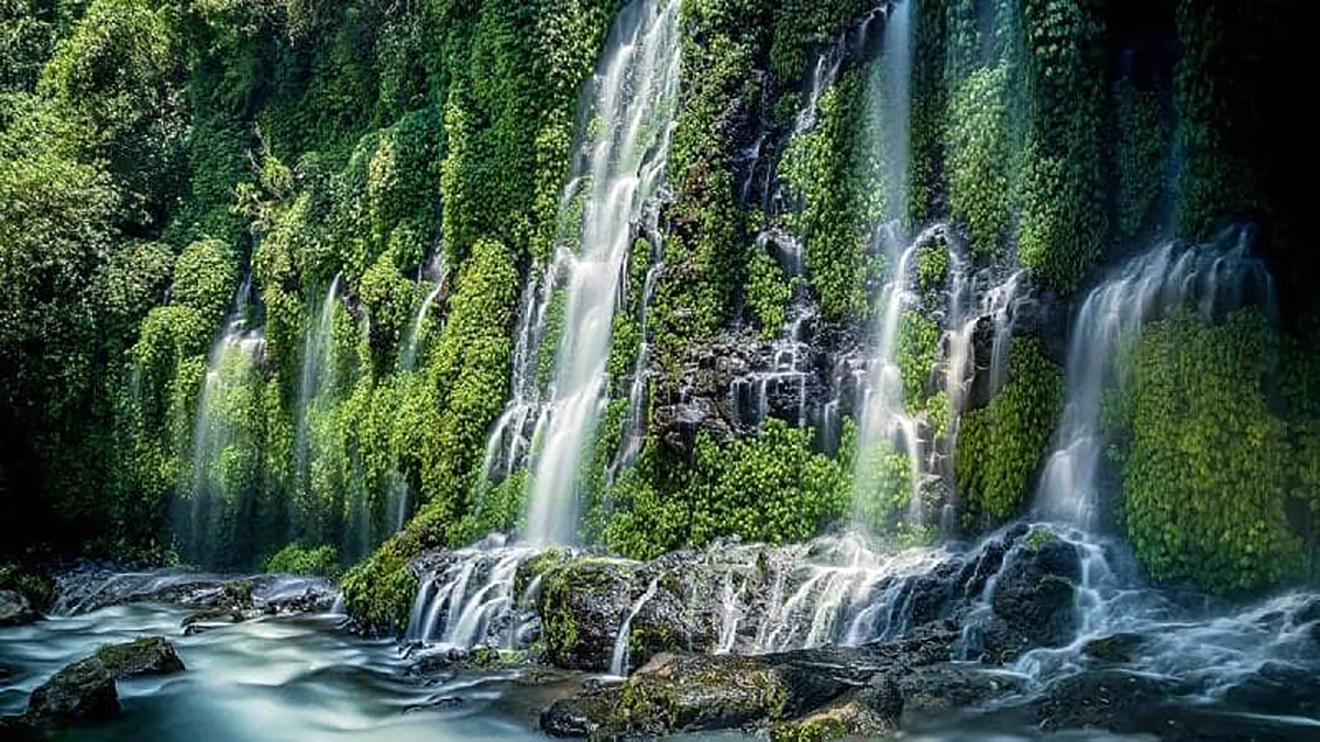 Kekayaan Tersembunyi di Hutan: Menyingkap Potensi Sumber Daya Alam Hutan (ft/istimewa)