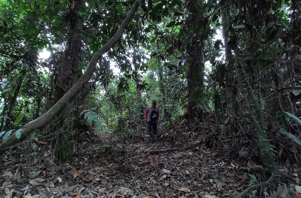 Hutan Lindung: Penjaga Kehidupan dan Keanekaragaman Alam di Indonesia (ft/istimewa)