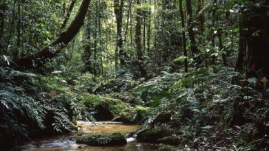 Hutan Konservasi: Menjaga Harta Karun Alam bagi Masa Depan (ft/istimewa)