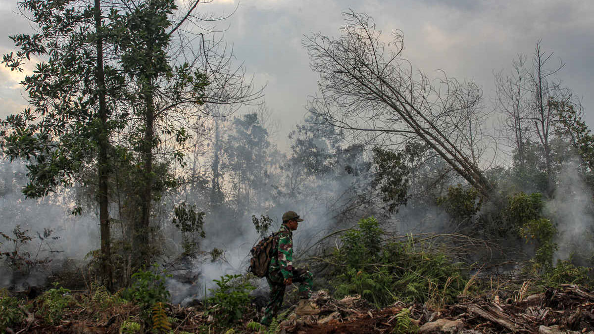 Deforestasi di Indonesia: Ancaman Terhadap Lingkungan dan Upaya Perlindungannya (ft/istimewa)