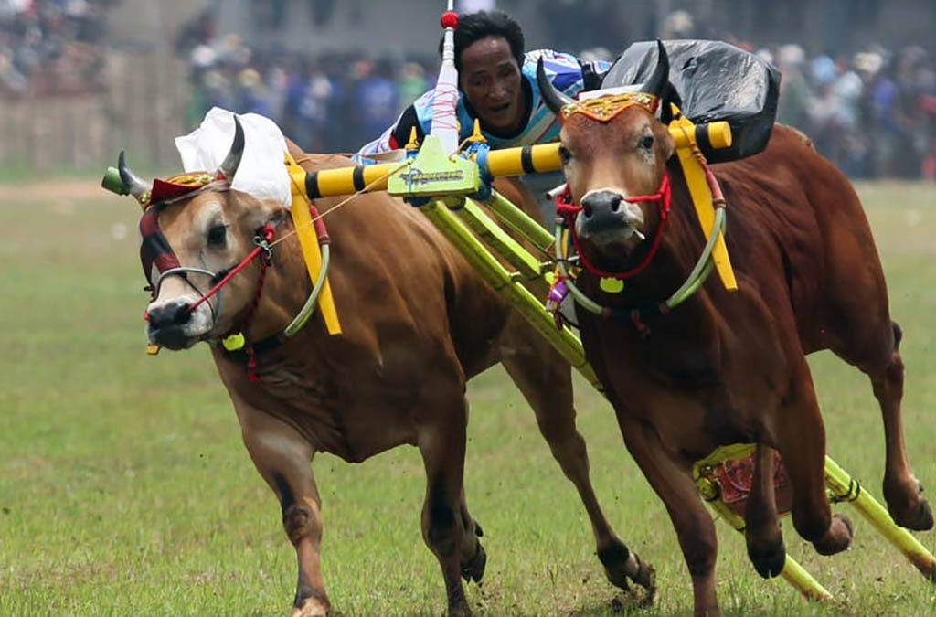 Karapan Sapi Madura: Pesona Balapan Sapi Tradisional (ft/istimewa)