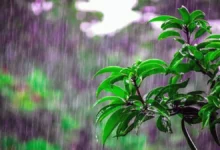 Musim Hujan di Indonesia: Tantangan dan Keindahan Tahun 2024 (ft/istimewa)