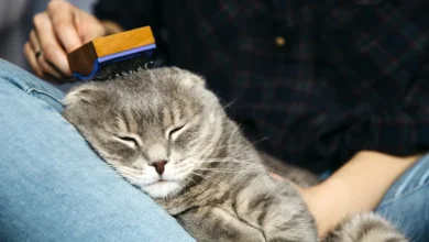 Seni Merawat Kucing Kesayangan: Panduan Menyeluruh untuk Pemilik Kucing yang Bertanggung Jawab (ft/istimewa)