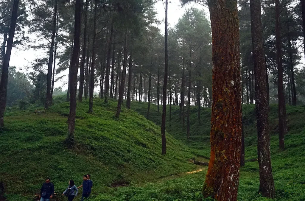 Perbedaan Hutan Produksi, Hutan Lindung, dan Hutan Konservasi (ft/istimewa)