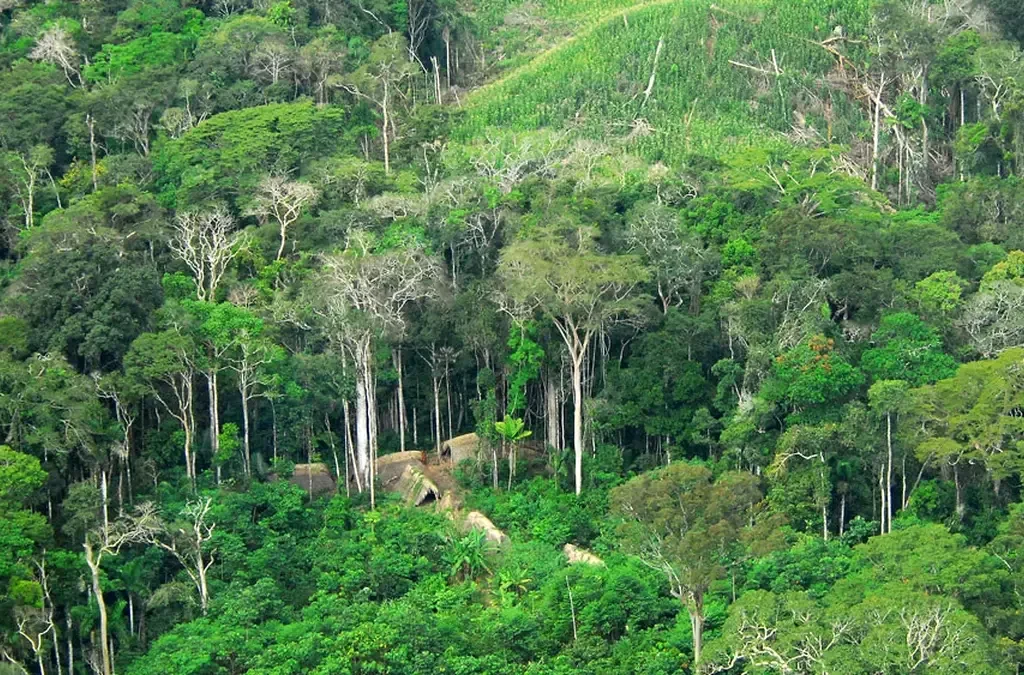 Sumber Daya Hutan Indonesia (ft/istimewa)