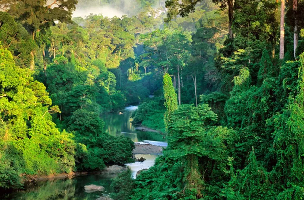 Kearifan Lokal Suku Dayak dan Pandangan Mereka Terhadap Hutan (ft/istimewa)