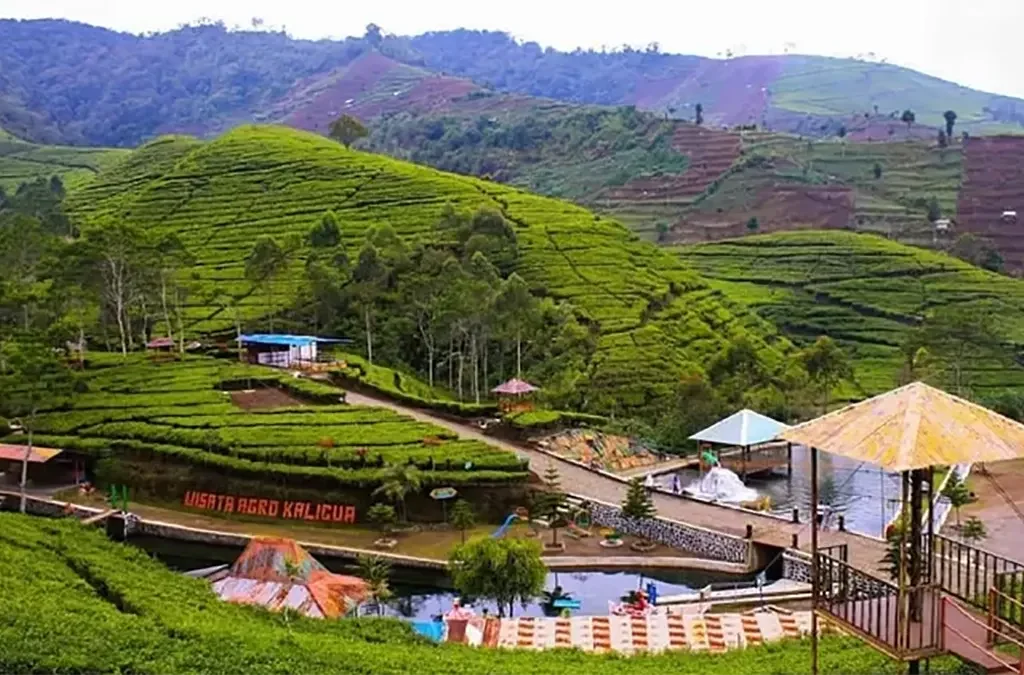 Pemanfaatan Lahan Perkebunan Teh untuk Daerah Wisata: Menggabungkan Agrikultur dan Pariwisata (ft/istimewa)