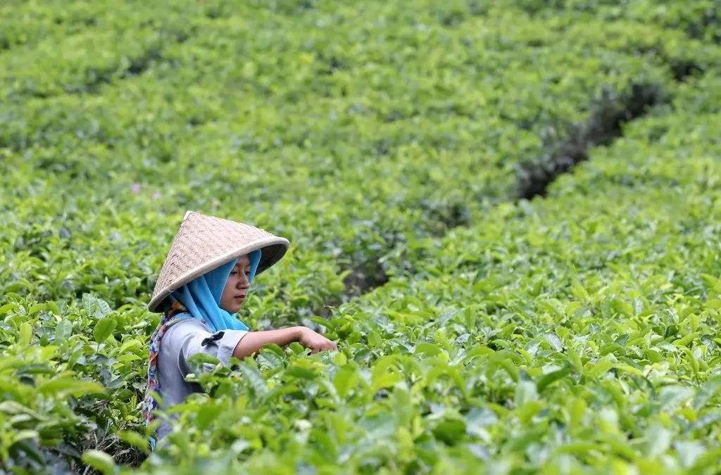 Potensi Sumber Daya Alam Indonesia: Kekayaan yang Harus Dijaga (ft/istimewa)