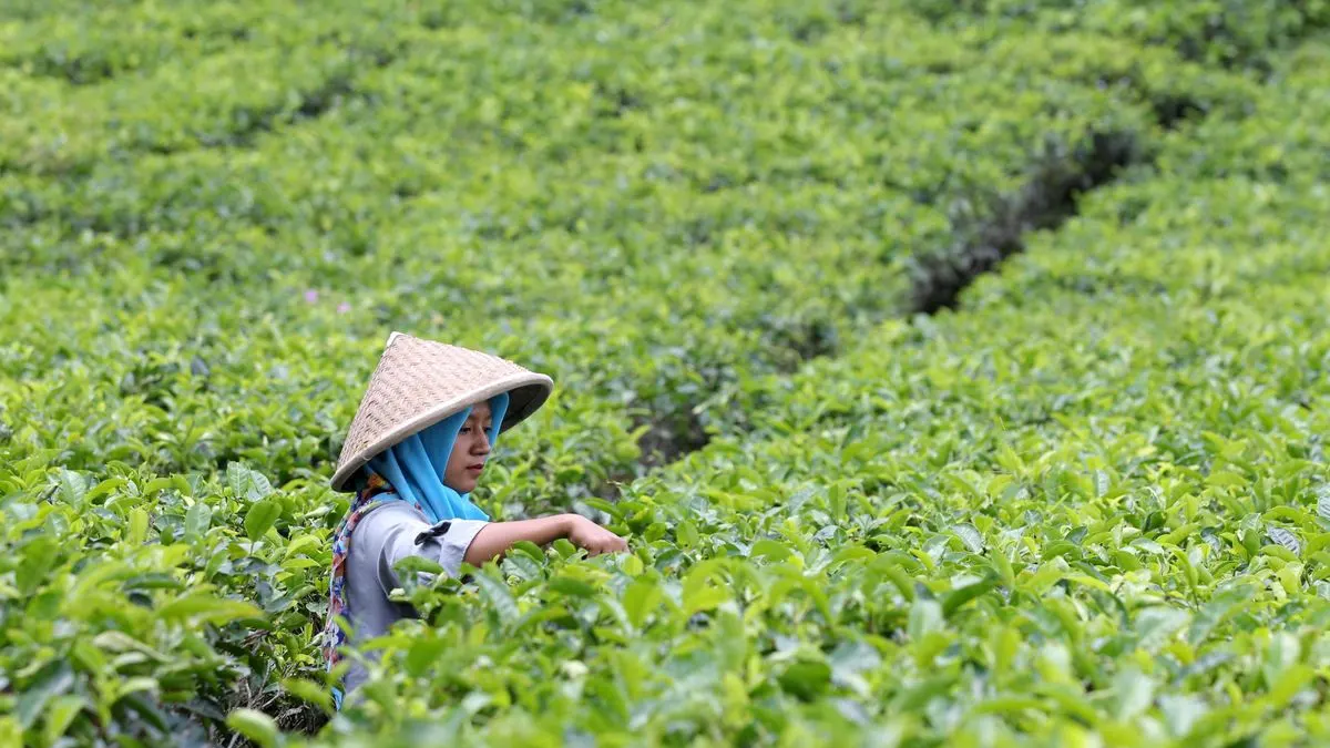 Potensi Sumber Daya Alam Indonesia: Kekayaan yang Harus Dijaga