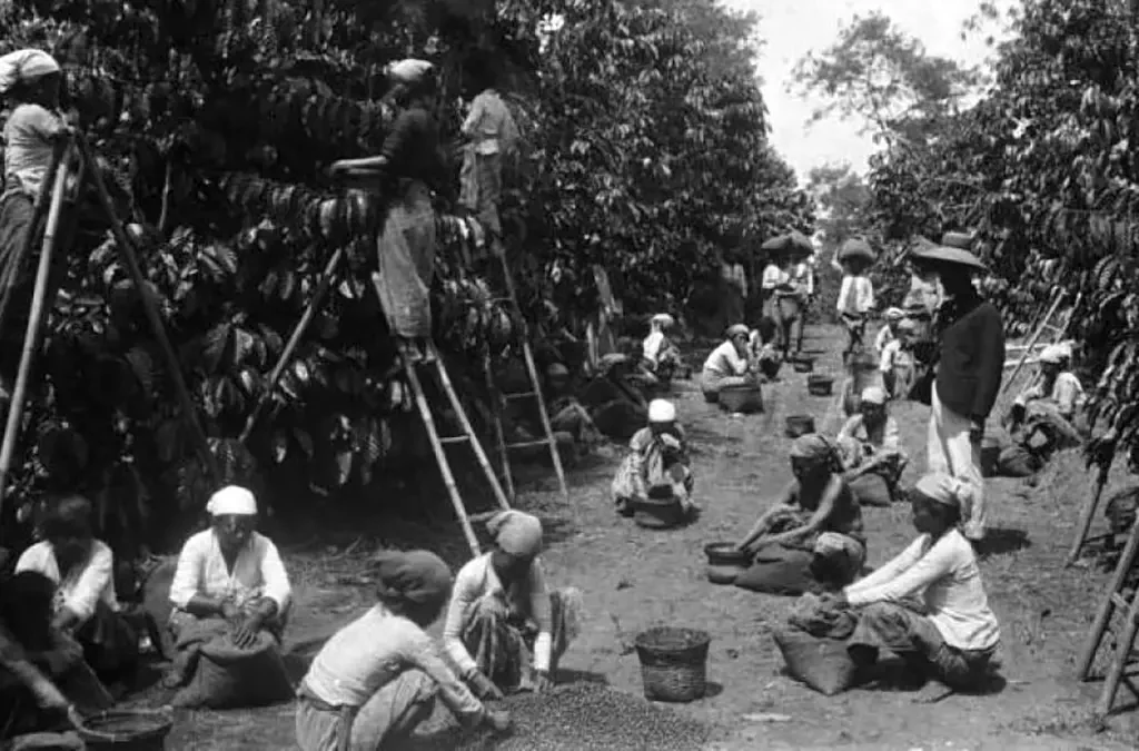 Sistem Tanam Paksa (Cultuur Stelsel): Sejarah, Dampak, dan Kontroversinya (ft/istimewa)