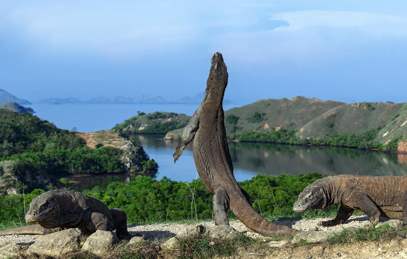 Pulau Komodo: Surga Wisata Alam, Rumah Naga Purba di Indonesia (ft.istimewa)
