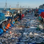 Kegiatan Ekonomi Berbasis Perikanan: Peluang dan Tantangannya (ft.istimewa)